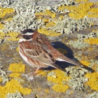 Rustic Bunting